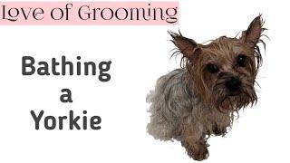 How to Give a Yorkshire Terrier a Bath