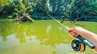 I Caught The BIGGEST Fish in This Creek! Fly Fishing NC