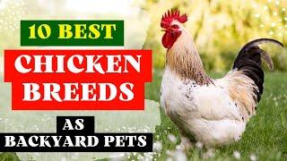 10 Best Chicken Breeds for Beginners (Backyard Chickens for Eggs)