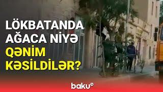 Lökbatanda ekologiyaya qənim kəsilənlərin məqsədi nədir?