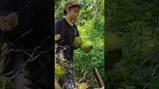 Living in the Philippines  Farmers Life! #coconutfarmer #farmer #harvest #lifeinthephilippines