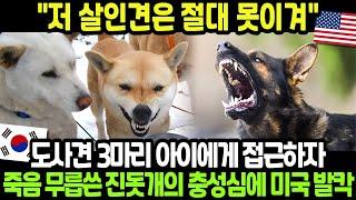 [해외감동사연] 저 작은 개가 우리 딸을? 도사견 셋에게 포위된 7살 아이, 미국 전역이 눈물흘린 한국 진돗개의 충격적인 선택