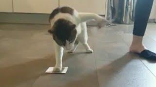 Cat with tape on paws -  Funny Cat