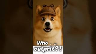 Who is the Culprit!Toy #doggie #toy #강아지 #spitz #pomeranian