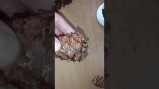 Как быстро извлечь орех из кедровой шишки