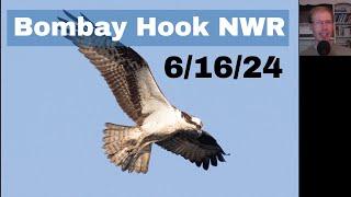 Birding Bombay Hook National Wildlife Refuge in the Summer, June 16th, 2024