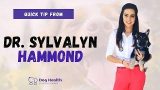 Dr. Sylvalyn Hammond Veterinarian | Dog Emergency Plan Quick Tip | Pet Summits