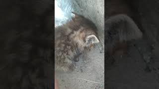 Маленький,, тигр,