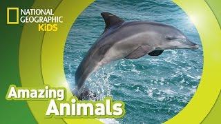 Bottlenose Dolphin  | Amazing Animals