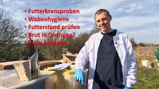 Futterkranzproben, Wabenhygiene, Drohnenrahmen, erste Arbeiten an den Bienen