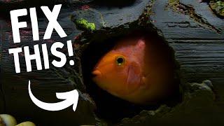 How To Deal With SHY Aquarium Fish | 6 EASY TIPS