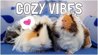 Cozy Guinea Pig Surprise Unboxing! 