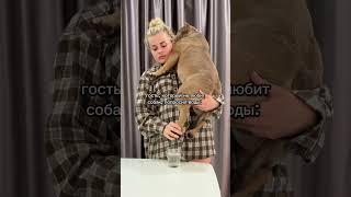 #americanbully #суперсобака #амбулли #собака #булли #животные #американскийбулли #puppy