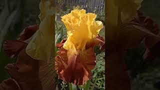 Ирис создающий восточное настроение в саду#ирисы#garden#flowers