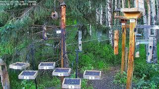 2024-08-21 - Foothills Birds - PTZ Live Stream Bird Feeder Cam  [65+ Species]