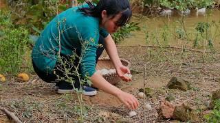 Harvesting duck eggs from a forest farm to sell at the market | A single mom’s life