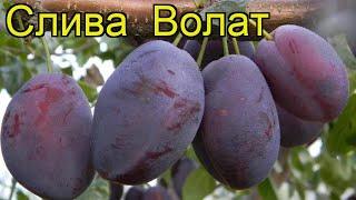 Слива Волат (Volat). Краткий обзор: Слива Волат описание характеристик, где купить саженцы