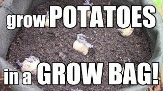 How to Grow Potatoes in Grow Bags, Pots, & Containers (The OYR Way)