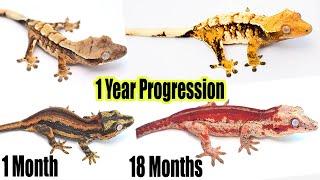 Baby to Adult Gecko Progression! Insane Development!