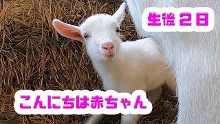 【生後２日】生まれて２日のヤギの赤ちゃんの癒し動画です