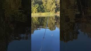 Приехали на рыбалку половить на спиннинг. #shortvideo #fishing #рыбалка #fishingvideo