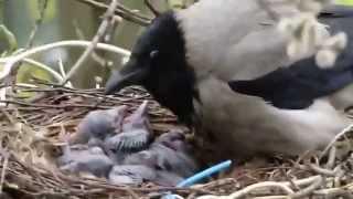 Семья ворон кормят своих птенцов