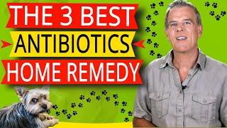 Natural Antibiotics For Dog Home Remedy (The 3 BEST And How To Use Them)