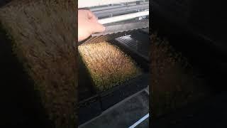 Unstacking Planted Trays To Boost Microgreen Growth In Our Vertical Farm! #Microgreens #UrbanFarming
