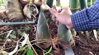 Digging up Bamboo Shoots/ Technique to make bamboo shoots growing big faster