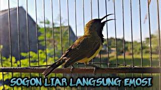 Pancingan Sogon Ampuh || BURUNG SOGON LIAR PUN PADA IKUT EMOSI