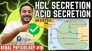 gastric acid secretion physiology | mechanism of HCL secretion physiology | Johari MBBS