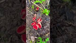 Scarlet Elf Cup Fungus #shorts