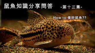 鼠博館：鼠魚知識分享問答   -第十三集-  怎麼養胖鼠魚？How？How？