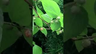 Forager Japan Video Guide Paper Mulberries ヒメコウゾ (Broussonetia kazinoki)