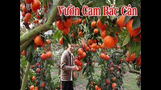 NHỮNG VƯỜN CAM SIÊU ĐẸP ĐƯỢC CHUYỂN ĐỔI TỪ CÂY BƯỞI DIỄN MANG LẠI HIỆU QUẢ KINH TẾ CAO.