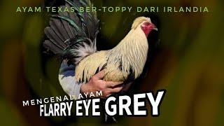 FLARRY EYE GREY