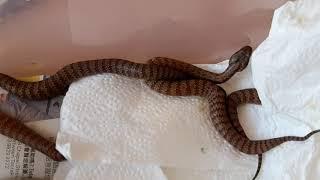 Baby Deadly Death Adders (AKA Death sticks) bred by The Snakeman Raymond Hoser