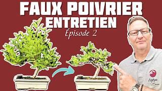 How to Maintain the False Pepper Tree? Episode 2  NEJIKAN BONSAI 