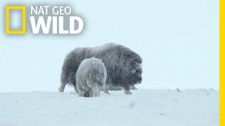 For Musk Ox in Siberia, It's a Cold Life | Wild Russia