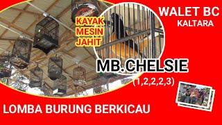 Murai Borneo || Chelsea The Best di Latber Walet BC KALTARA