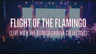 Flamingosis - Flight Of The Flamingo (Live with The Bodega Groove Collective)