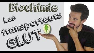 Cours de biochimie: Les GLUT