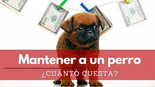 ¿Cuánto cuesta mantener a un perro? | Terránea