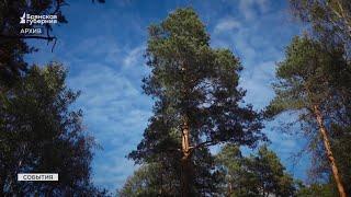 Брянские лесники вошли в десятку лучших по стране