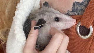 Rescue possum sweetly kisses woman who saved him