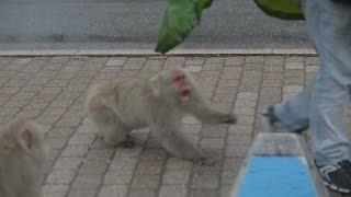 Aggressive monkeys in Nikko, Japan