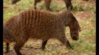 Deadly Mongoose Battle | BBC Earth