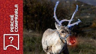 SANTA'S REINDEER | Why Buy It... and Why Not