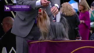 Yorkshire Terriers | Breed Judging 2021