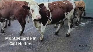 10 Montbeliarde In Calf heifers